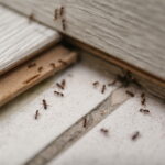 This Homemade Spray Keeps Ants Away for Weeks – Just