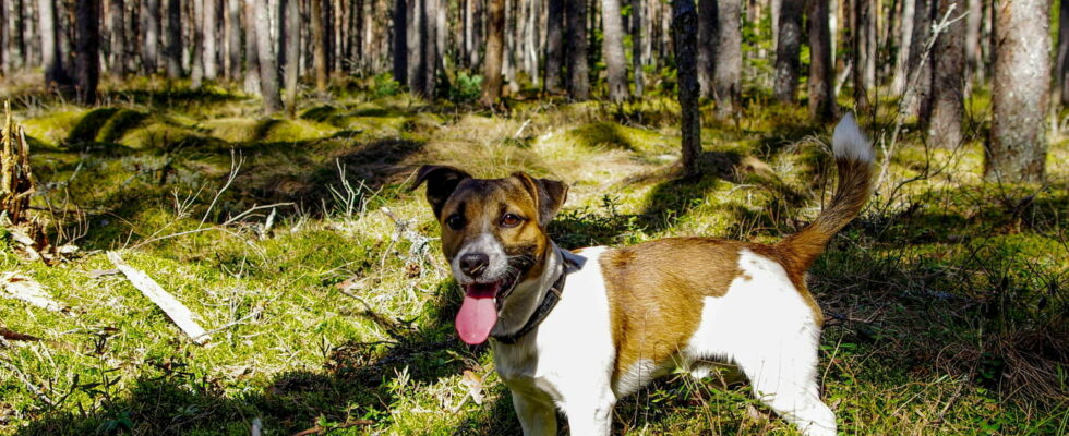 This dry grass is everywhere and bites our dogs a