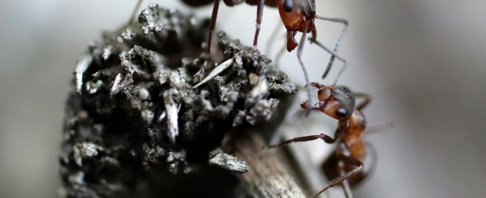 This is how ants talked 100 million years ago