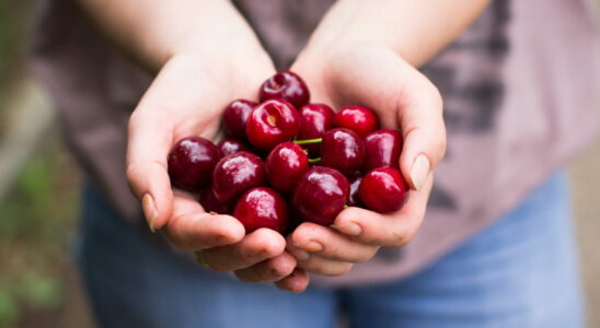 This is how to eat cherries without gaining weight dietitian