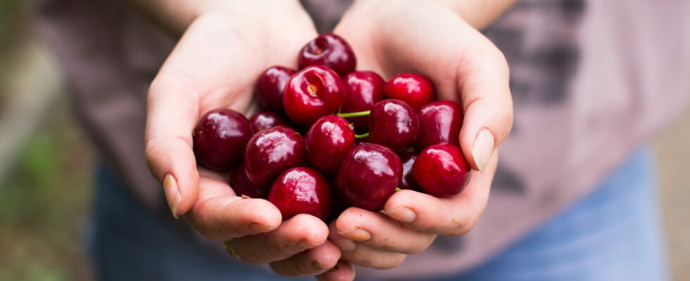 This is how to eat cherries without gaining weight dietitian