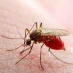 Three natural and affordable tips to scare away mosquitoes
