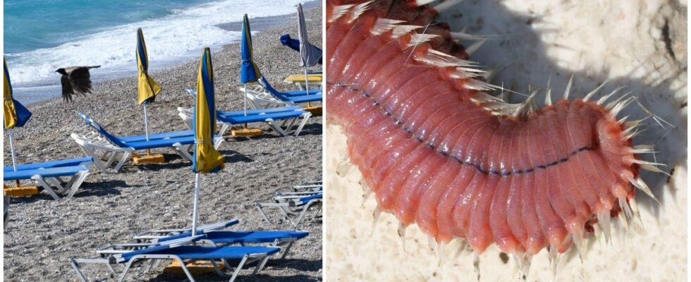 Tourists warned of flesh eating sea worms Burning pain