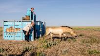 Wild horses returned to the plains of Kazakhstan after centuries