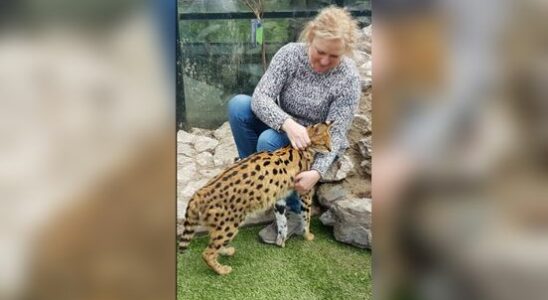 According to Petra her serval is a happy pet not