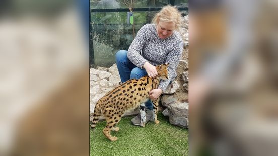 According to Petra her serval is a happy pet not