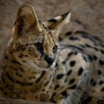 Animal ambulance catches second serval with chicken leg