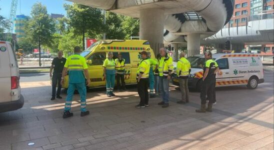 Animal ambulances take action in The Hague for serval Nala