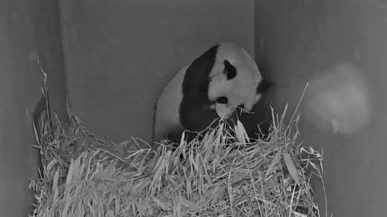 Another giant panda born at Ouwehands Zoo