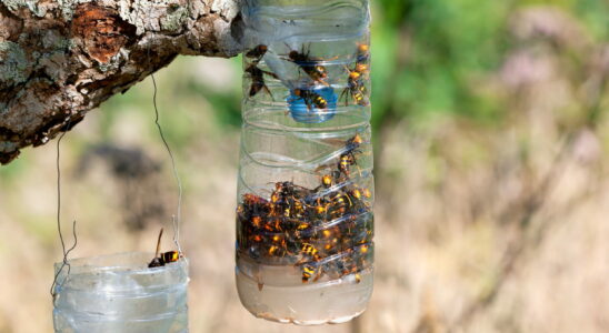 Asian hornet trap make an effective trap yourself to capture