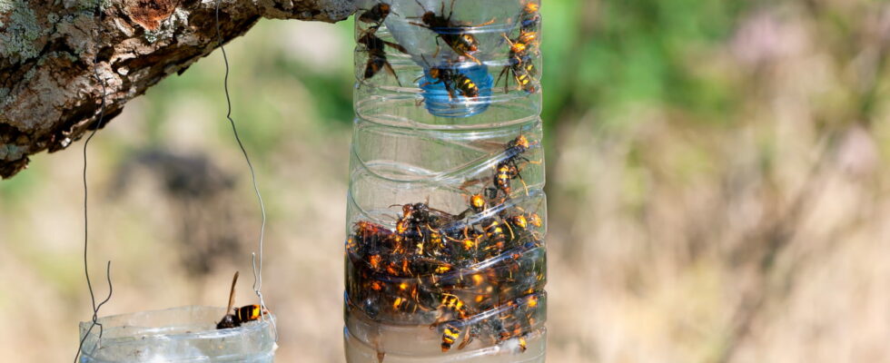 Asian hornet trap make an effective trap yourself to capture