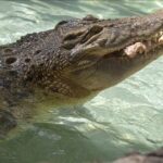 Crocodile horror Body parts of 12 year old girl found