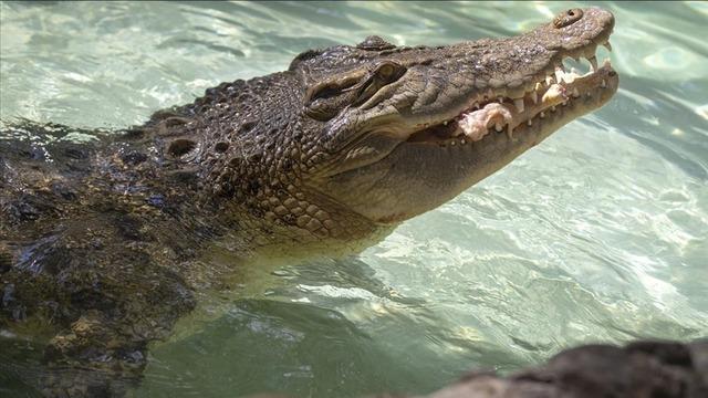 Crocodile horror Body parts of 12 year old girl found
