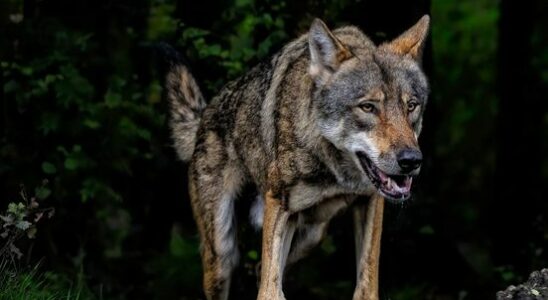 DNA research confirms wolf involved in incident with child in