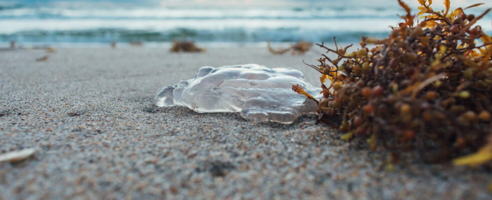 Dozens of beaches in France are already invaded by jellyfish
