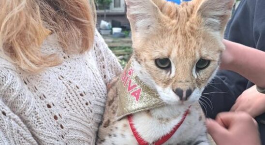 Escaped serval found in Lexmond in garden of rear neighbors