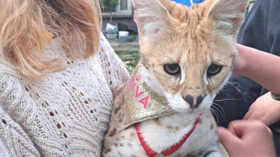 Escaped serval found in Lexmond in garden of rear neighbors