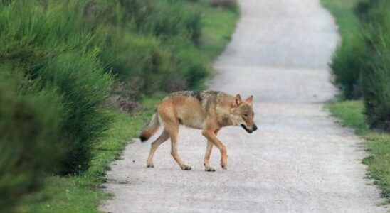 Estate manager pleased with temporary closure after wolf incident But