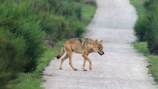 Estate manager pleased with temporary closure after wolf incident But