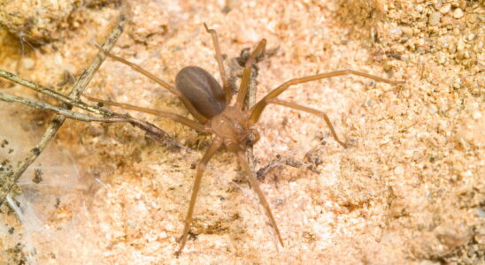 Fiddler spider photo present in France deadly