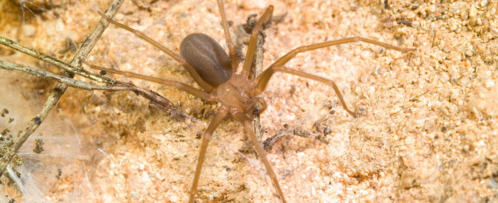 Fiddler spider photo present in France deadly