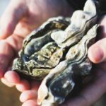 Glass fibers and microplastics detected in oysters and mussels