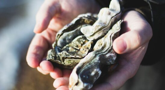 Glass fibers and microplastics detected in oysters and mussels