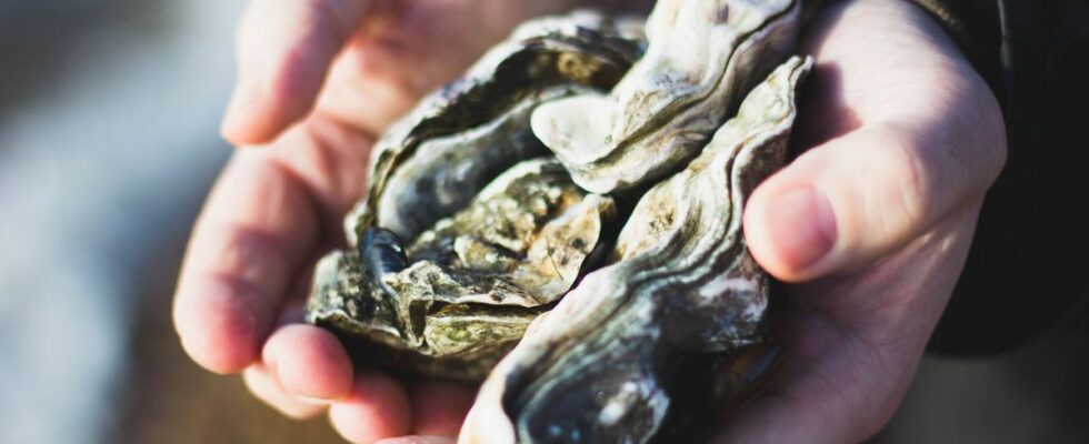 Glass fibers and microplastics detected in oysters and mussels