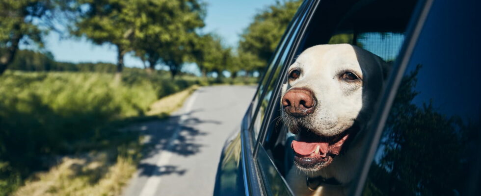 Going on vacation 2 tips from a veterinarian to prevent