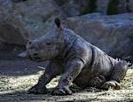 Heartwarming video A little rhinoceros baby takes its first steps