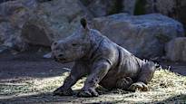 Heartwarming video A little rhinoceros baby takes its first steps