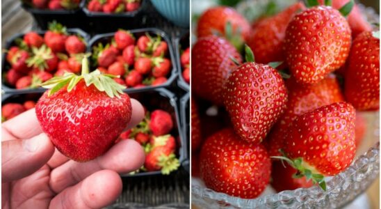 How to choose the best strawberries in the store