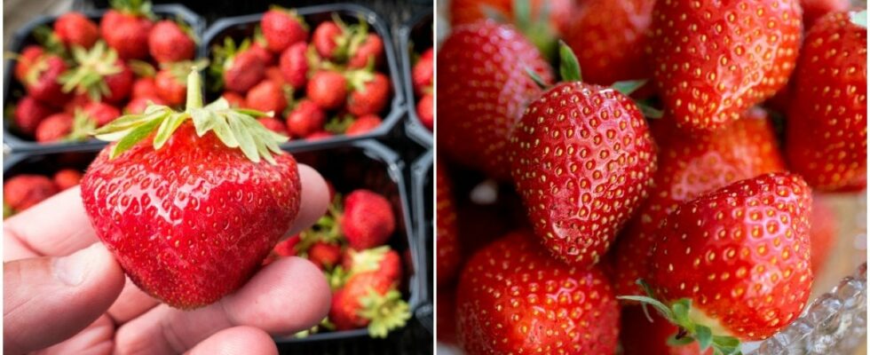 How to choose the best strawberries in the store