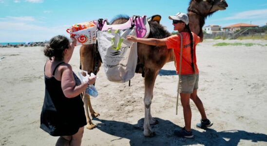 In Herault dromedaries to raise awareness among holidaymakers about waste