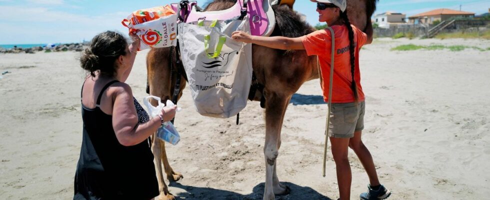 In Herault dromedaries to raise awareness among holidaymakers about waste