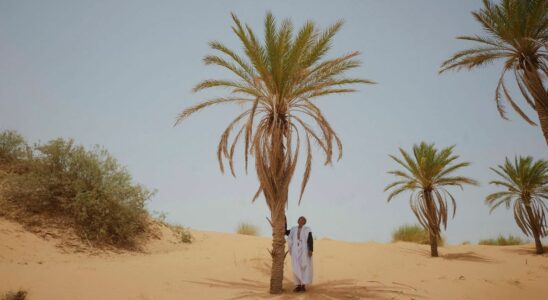 In Mauritania the essential date threatened by climate change