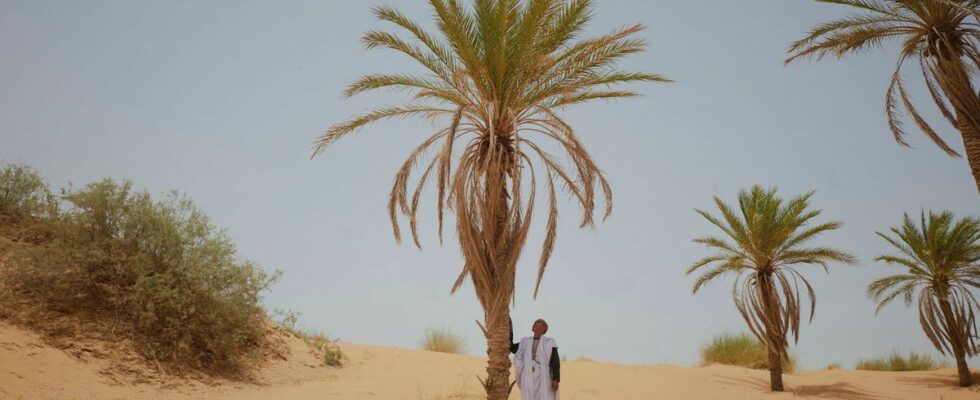 In Mauritania the essential date threatened by climate change