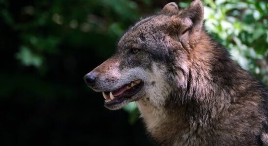 Increasing number of wolf attacks on sheep and other animals