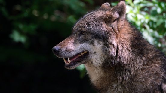 Increasing number of wolf attacks on sheep and other animals