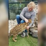 Is the serval a suitable pet or like a dolphin