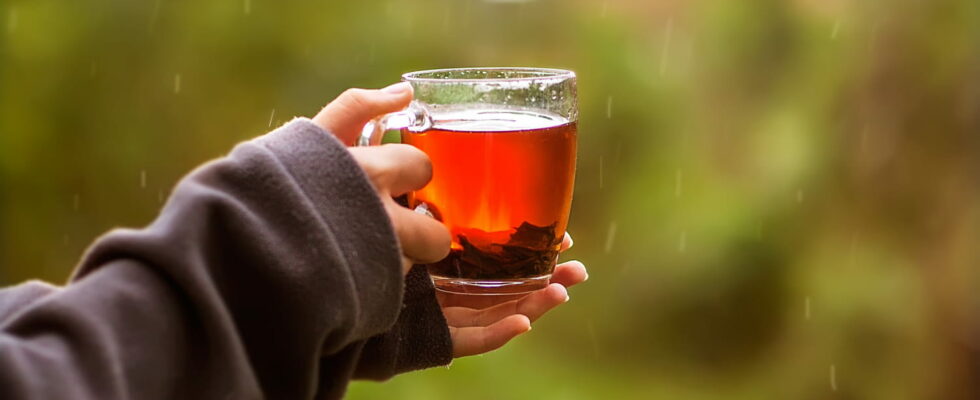 Its cold and rainy heres the best herbal tea to