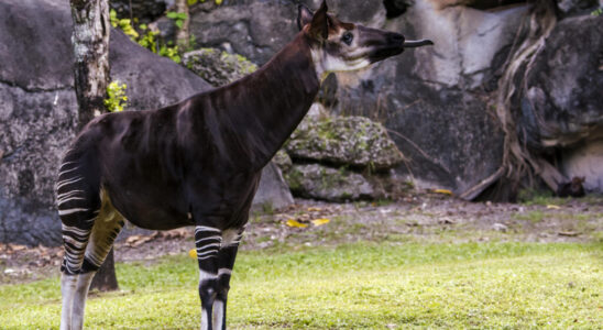 Ituri Okapi Reserve Threatened by Mining