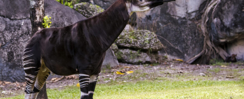 Ituri Okapi Reserve Threatened by Mining