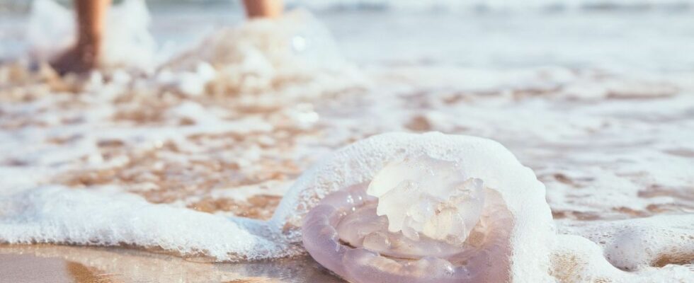 Jellyfish are back on our beaches Dr Kierzek reminds us
