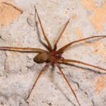 Man bitten by violin spider in Italy dies within 5