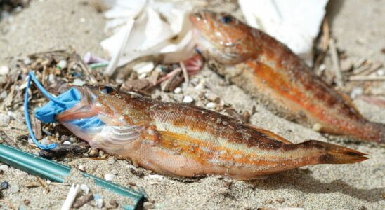 Microplastics penetrate deep into fish bodies