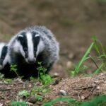 More and more empty badger dens in parts of the