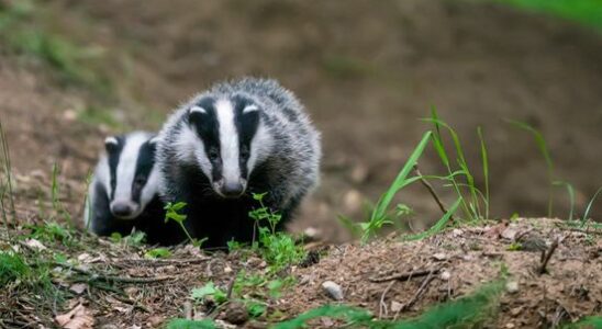 More and more empty badger dens in parts of the