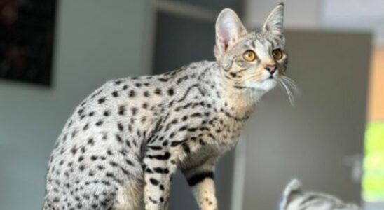 No more keeping or breeding servals or chinchillas hundreds of
