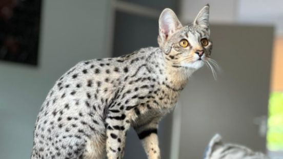 No more keeping or breeding servals or chinchillas hundreds of